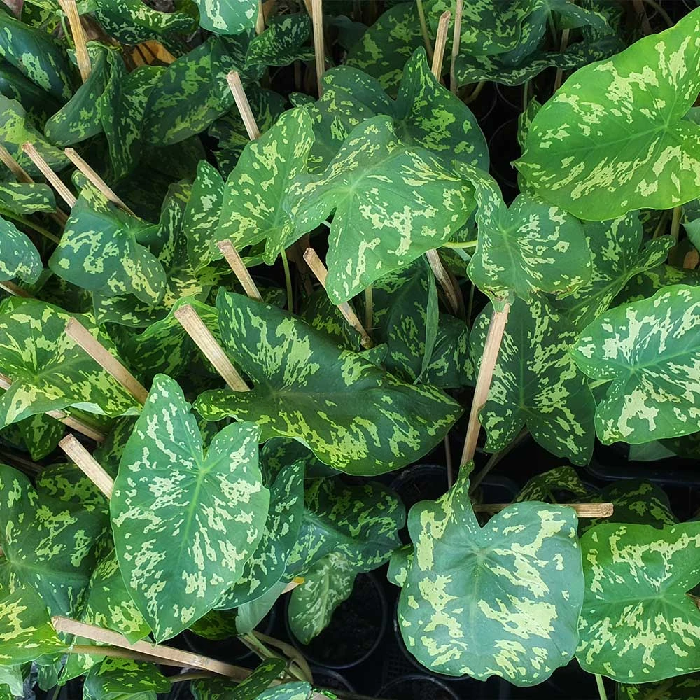 Colocasia 'Hilo Beauty' - Image 4