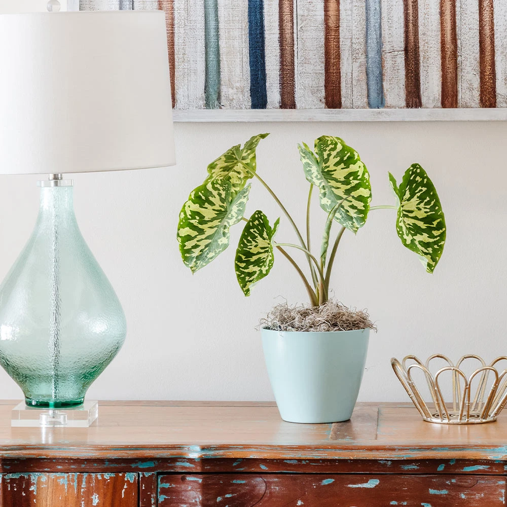 Colocasia 'Hilo Beauty' - Image 2