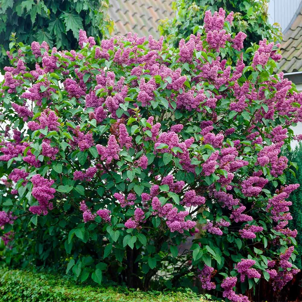 Common Purple Lilac - Image 2
