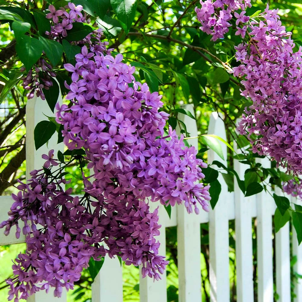 Common Purple Lilac - Image 3