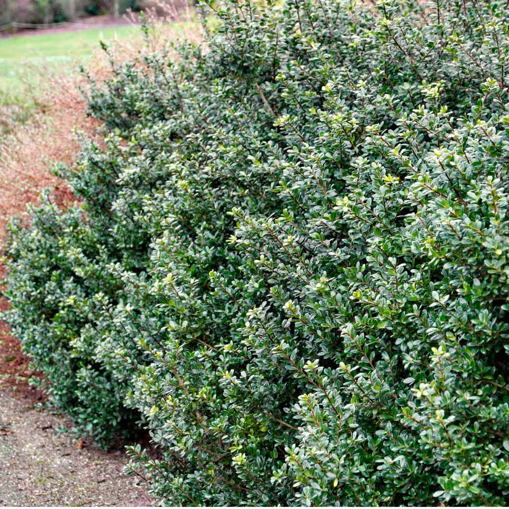 Compacta Japanese Holly Shrub - Image 2