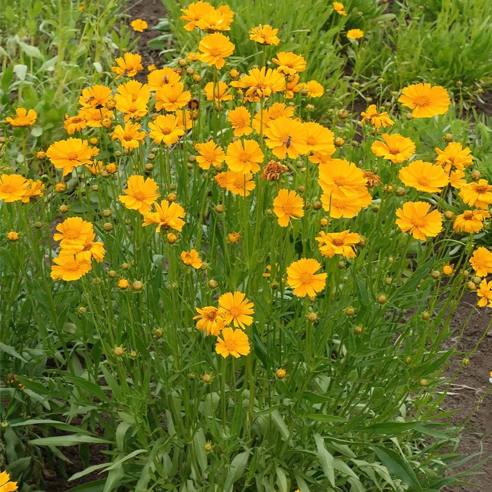 Nana Coreopsis (Tickseed) Plant - Image 4