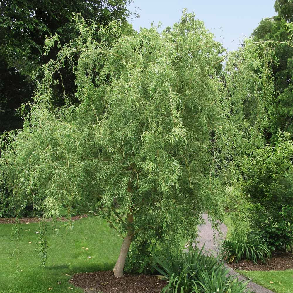 Corkscrew Willow Tree - Image 2