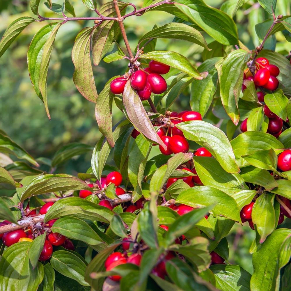 Cornelian Cherry Dogwood Tree - Image 3