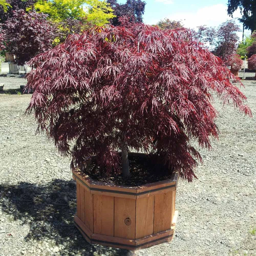 Crimson Queen Japanese Maple - Image 4