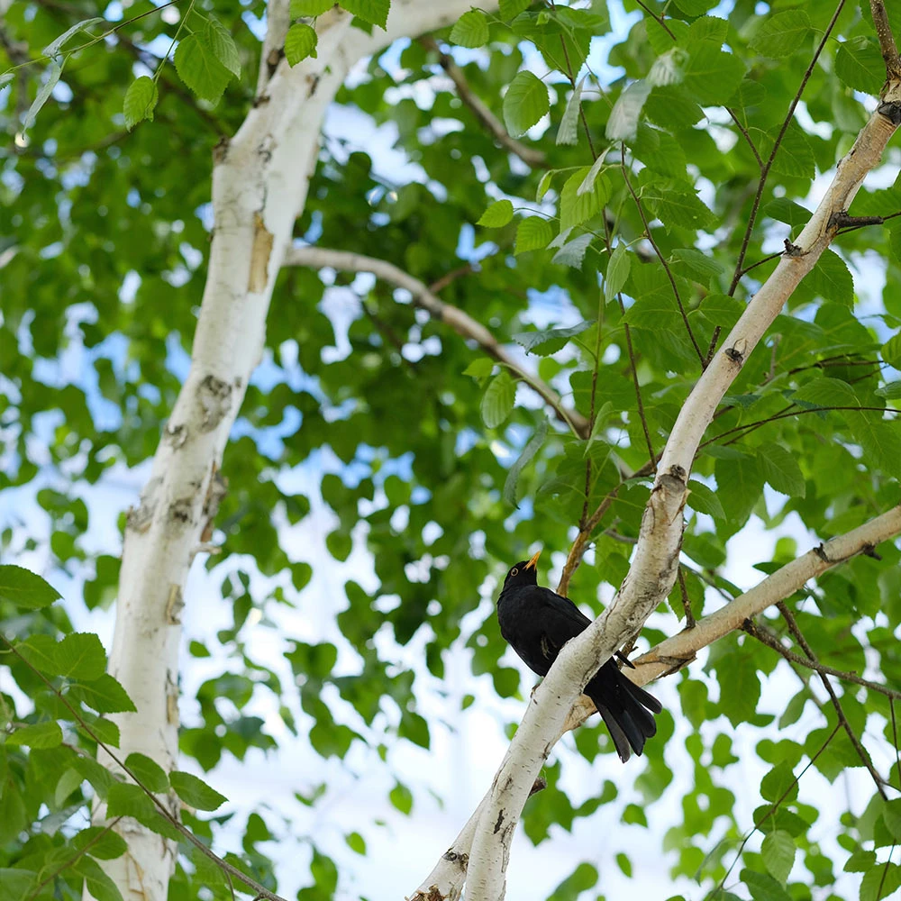 Dakota Pinnacle Birch Tree - Image 4