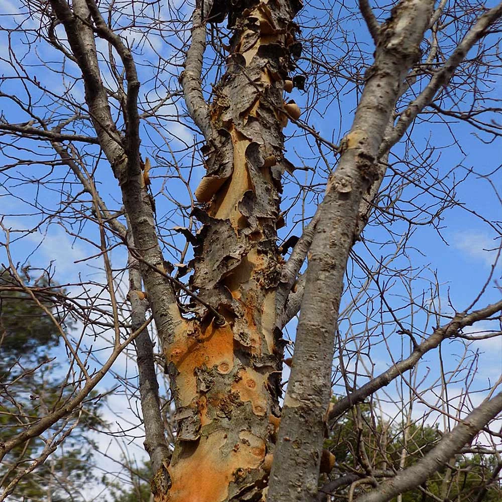 DannaSpire Columnar Elm Tree - Image 6