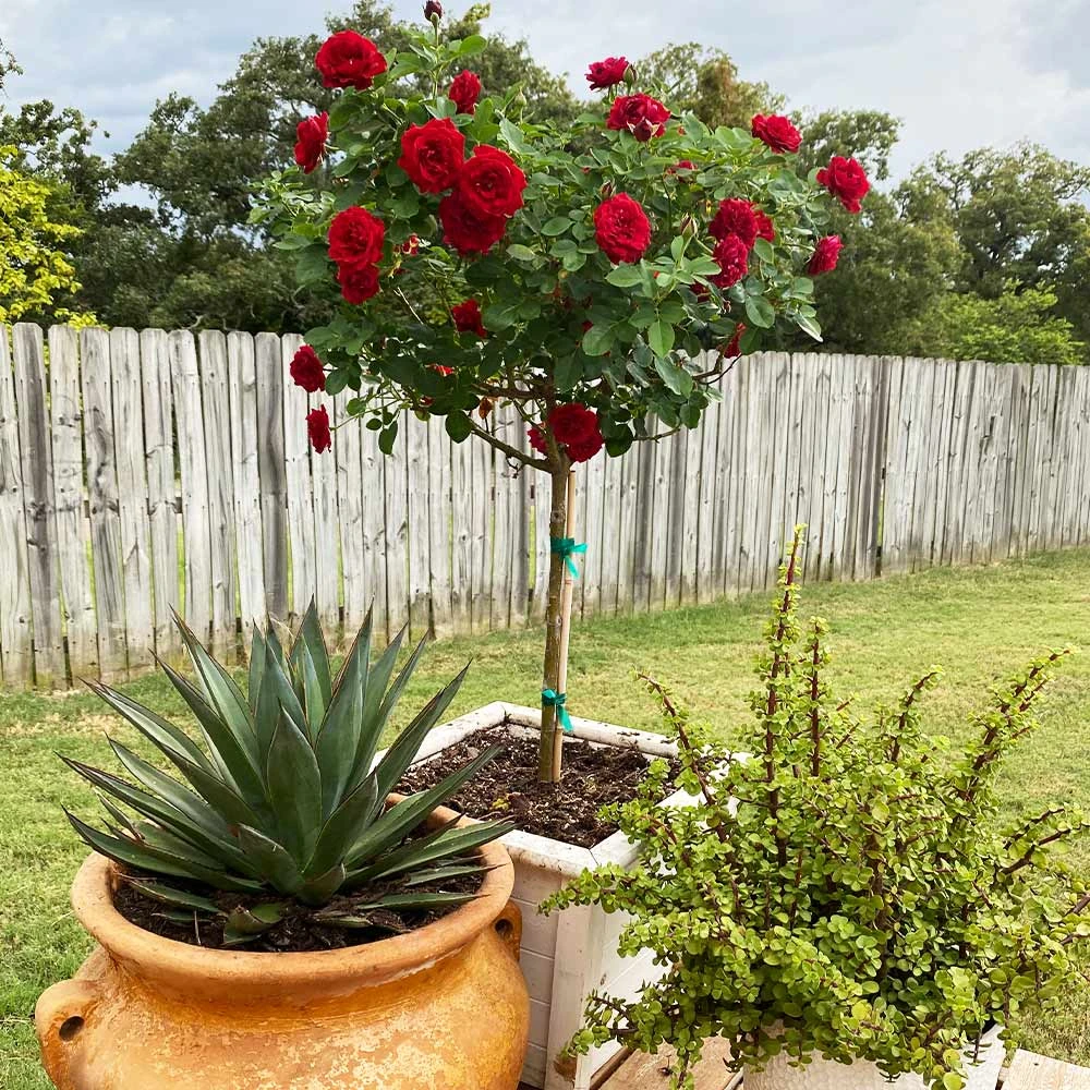 Dancing In The Dark™ Rose Tree - Image 4