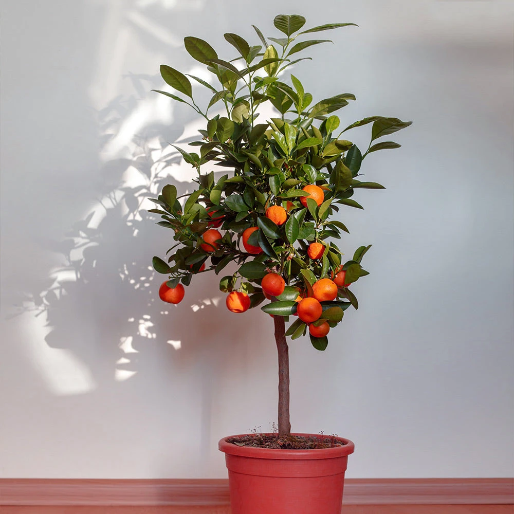 Dancy Tangerine Tree - Image 3