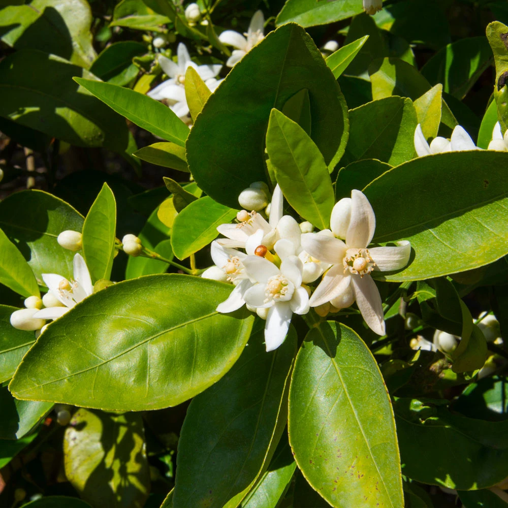Dancy Tangerine Tree - Image 5