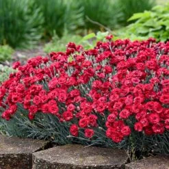 Fruit Punch® ‘Maraschino’ Dianthus