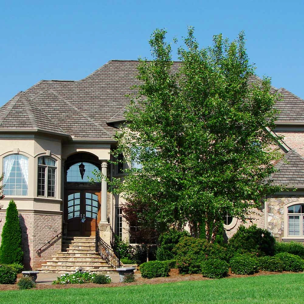 Dura Heat® River Birch - Image 3