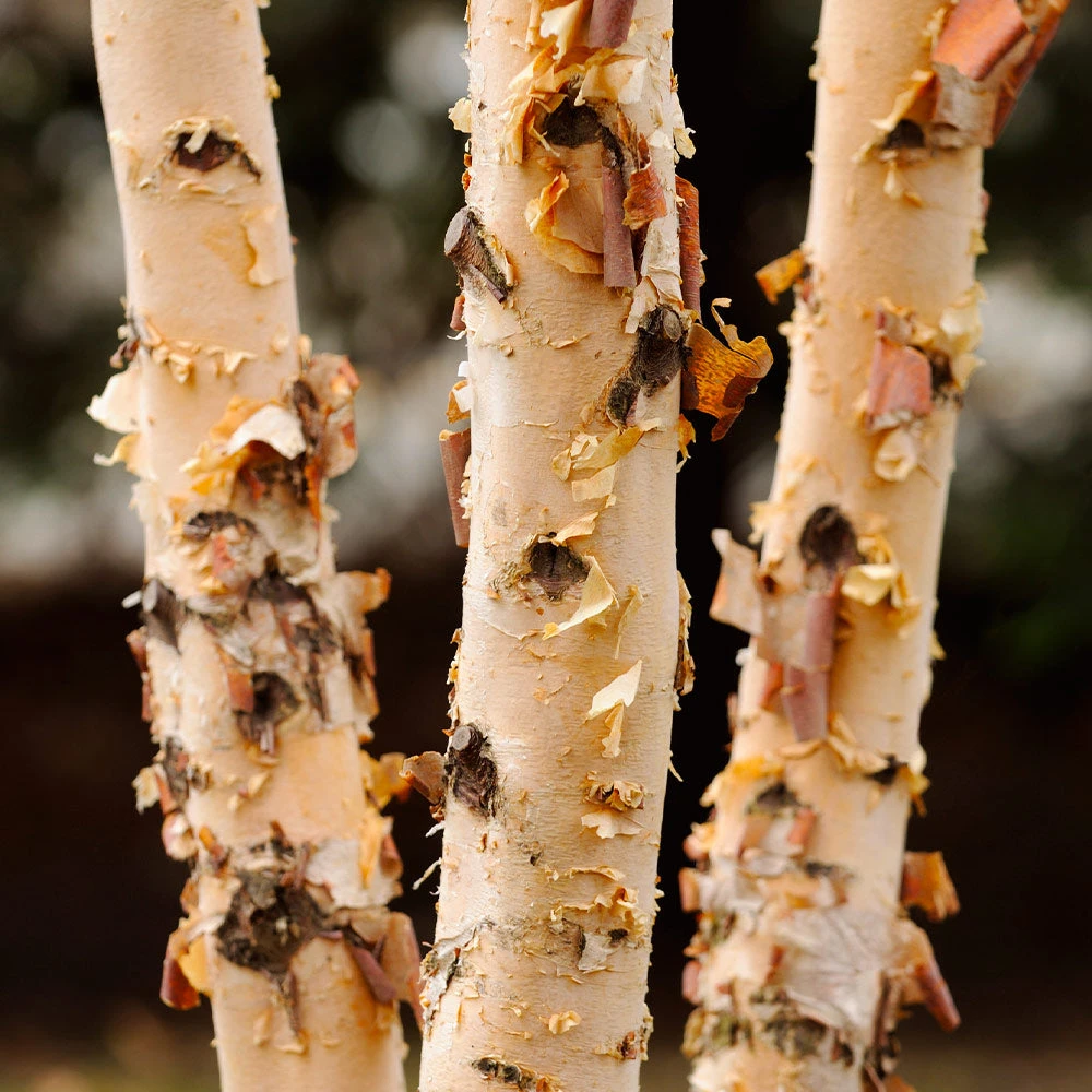 Dura Heat® River Birch - Image 4