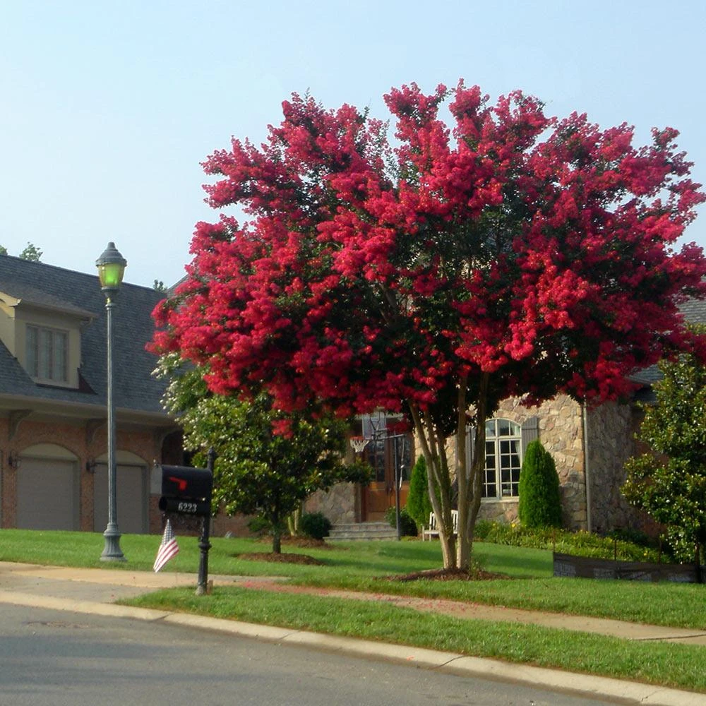 Dynamite Crape Myrtle - Image 3