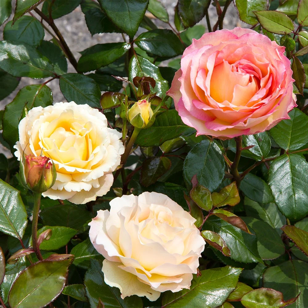 Euphoria® Rose Shrub - Image 2