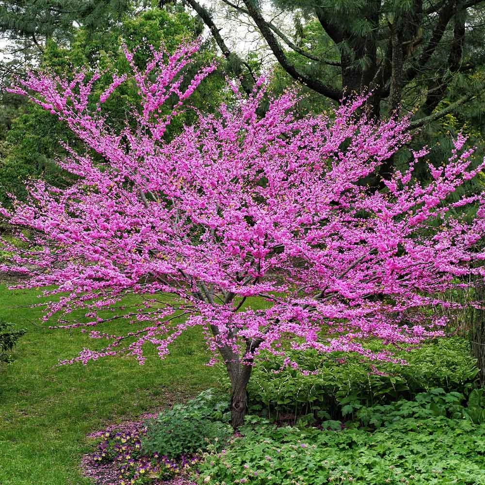 Eastern Redbud - Image 2