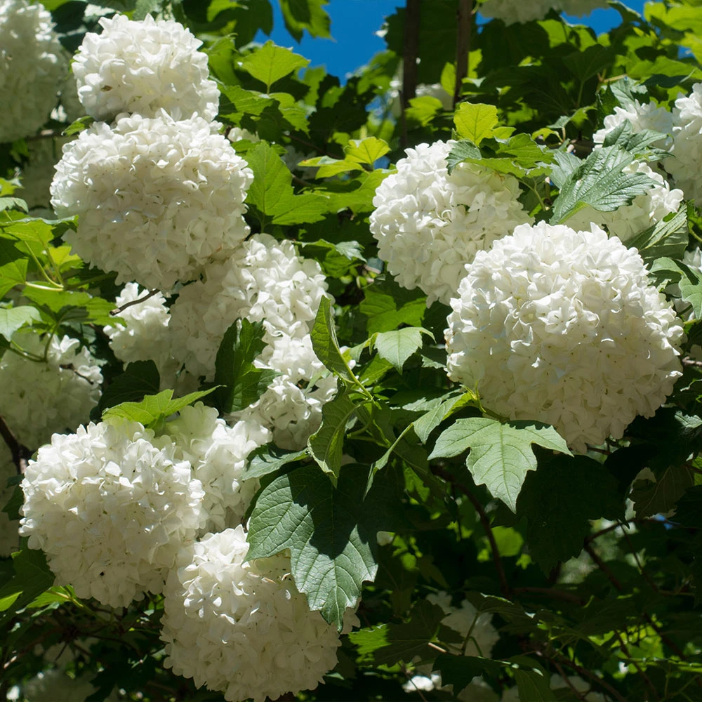Eastern Snowball Bush - Image 3