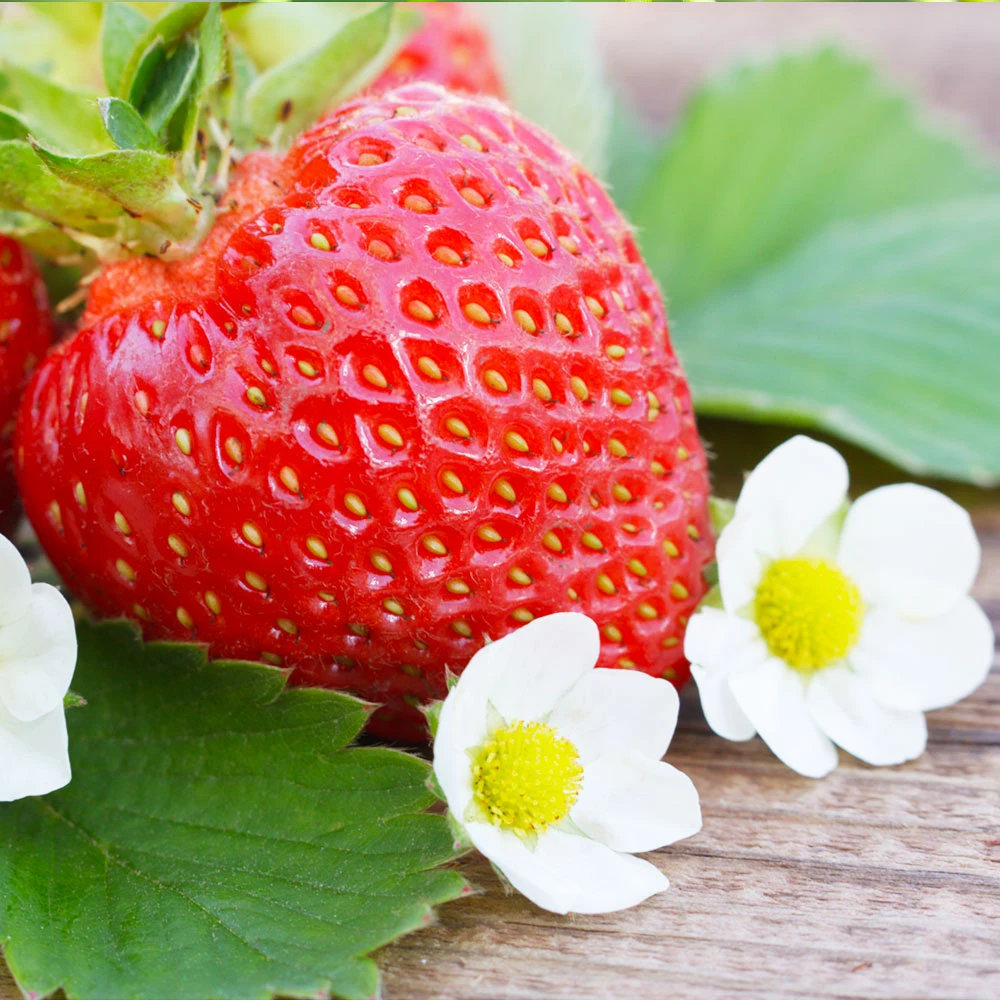 Everbearing Strawberry - Image 3