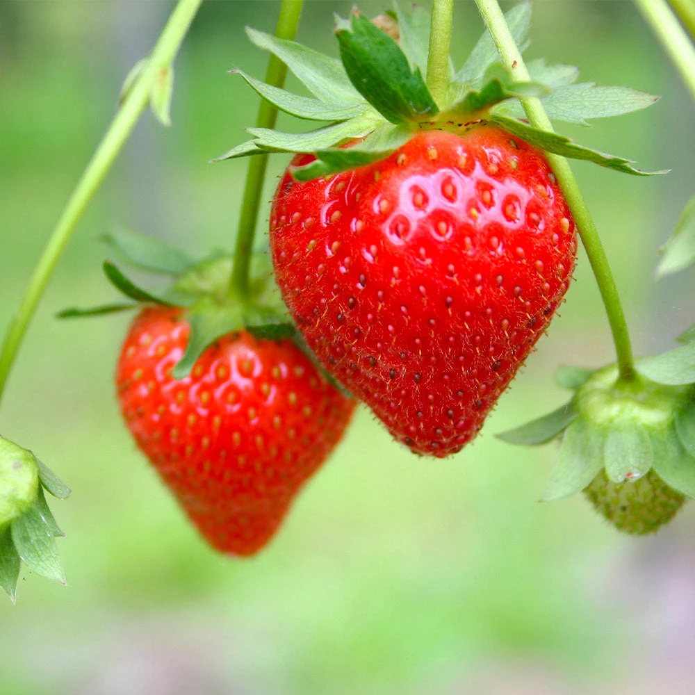 Everbearing Strawberry - USDA Organic - Image 5