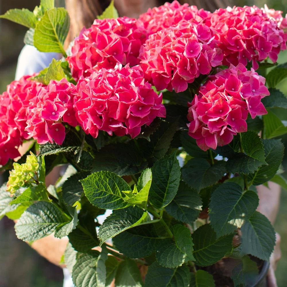 Everlasting® Crimson Ruby Hydrangea Shrub - Image 4