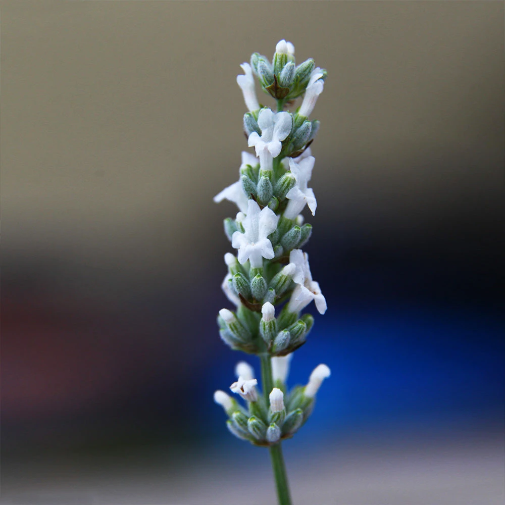 Lavender Exceptional™ - Image 5