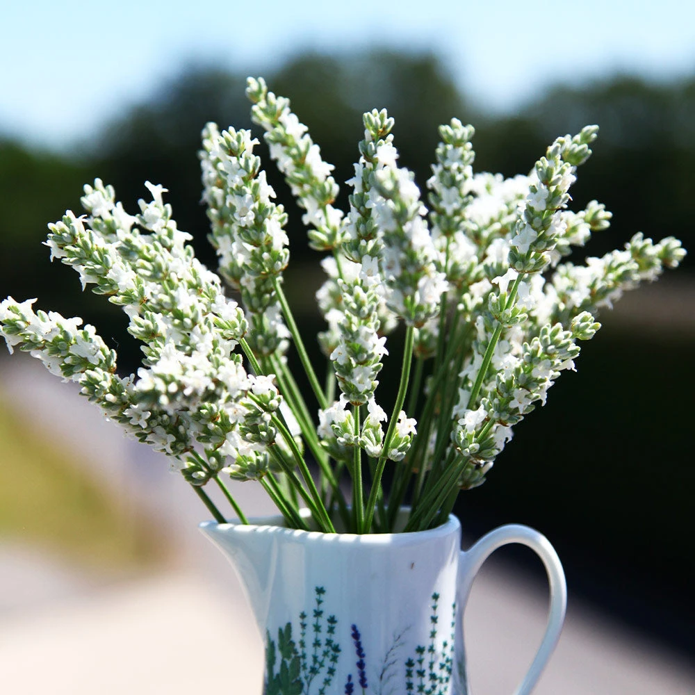 Lavender Exceptional™ - Image 2