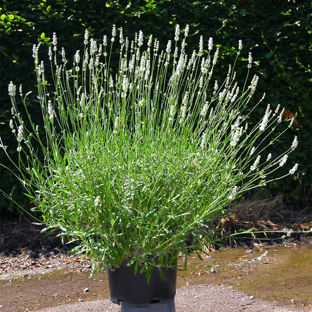 Lavender Exceptional™ - Image 4