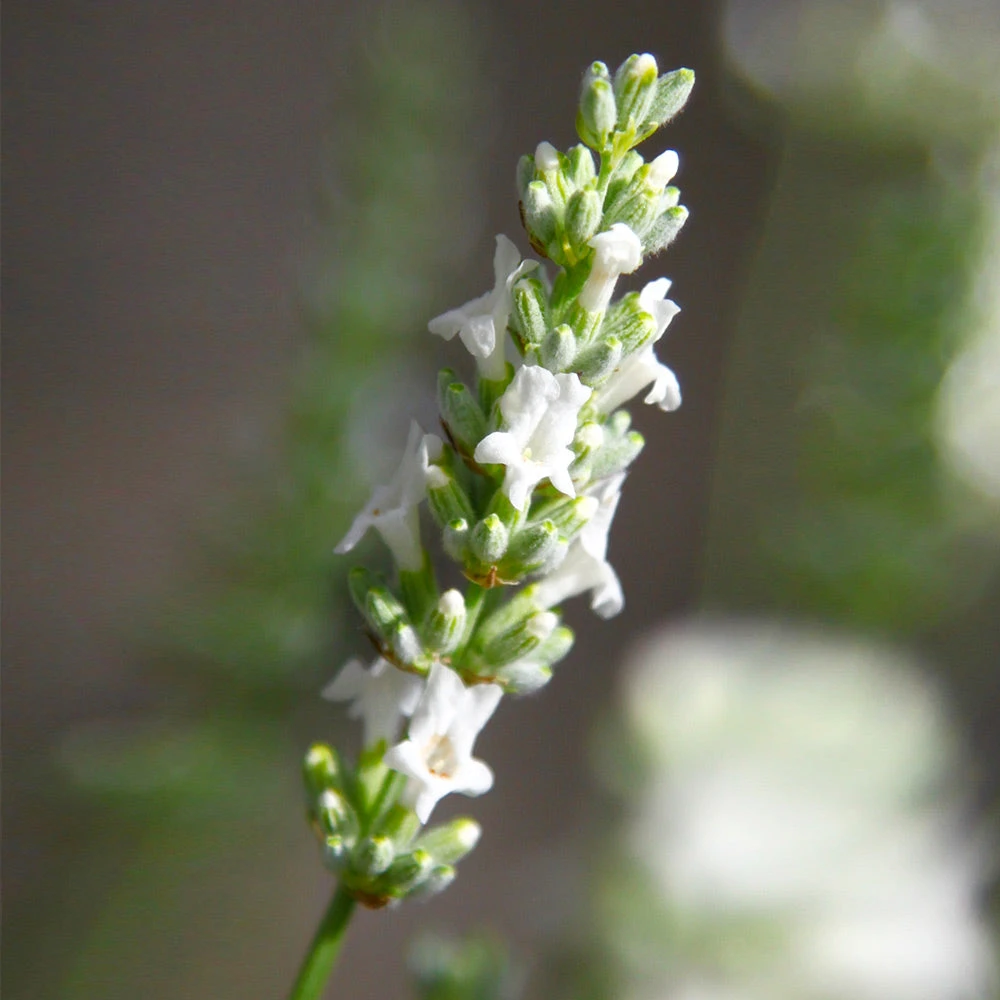 Lavender Exceptional™ - Image 3