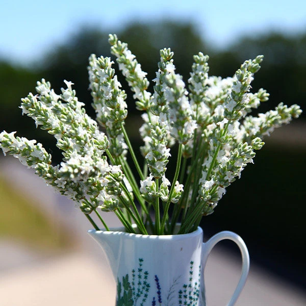 Lavender Exceptional™