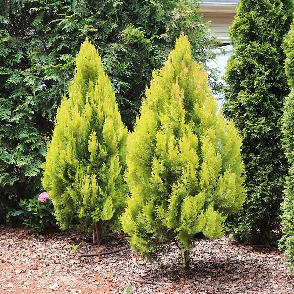 Forever Goldy™ Arborvitae Tree - Image 2