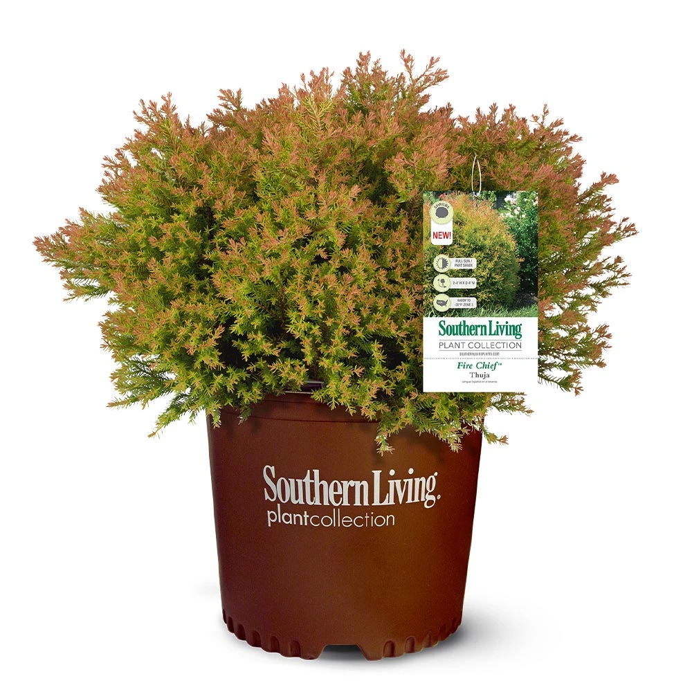 Fire Chief™ Thuja Shrub - Image 5