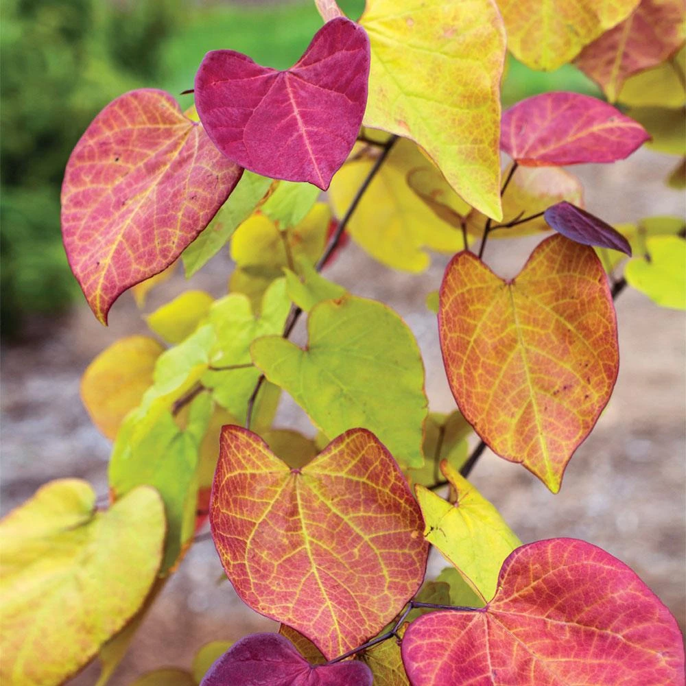 Flame Thrower® Redbud Tree - Image 4