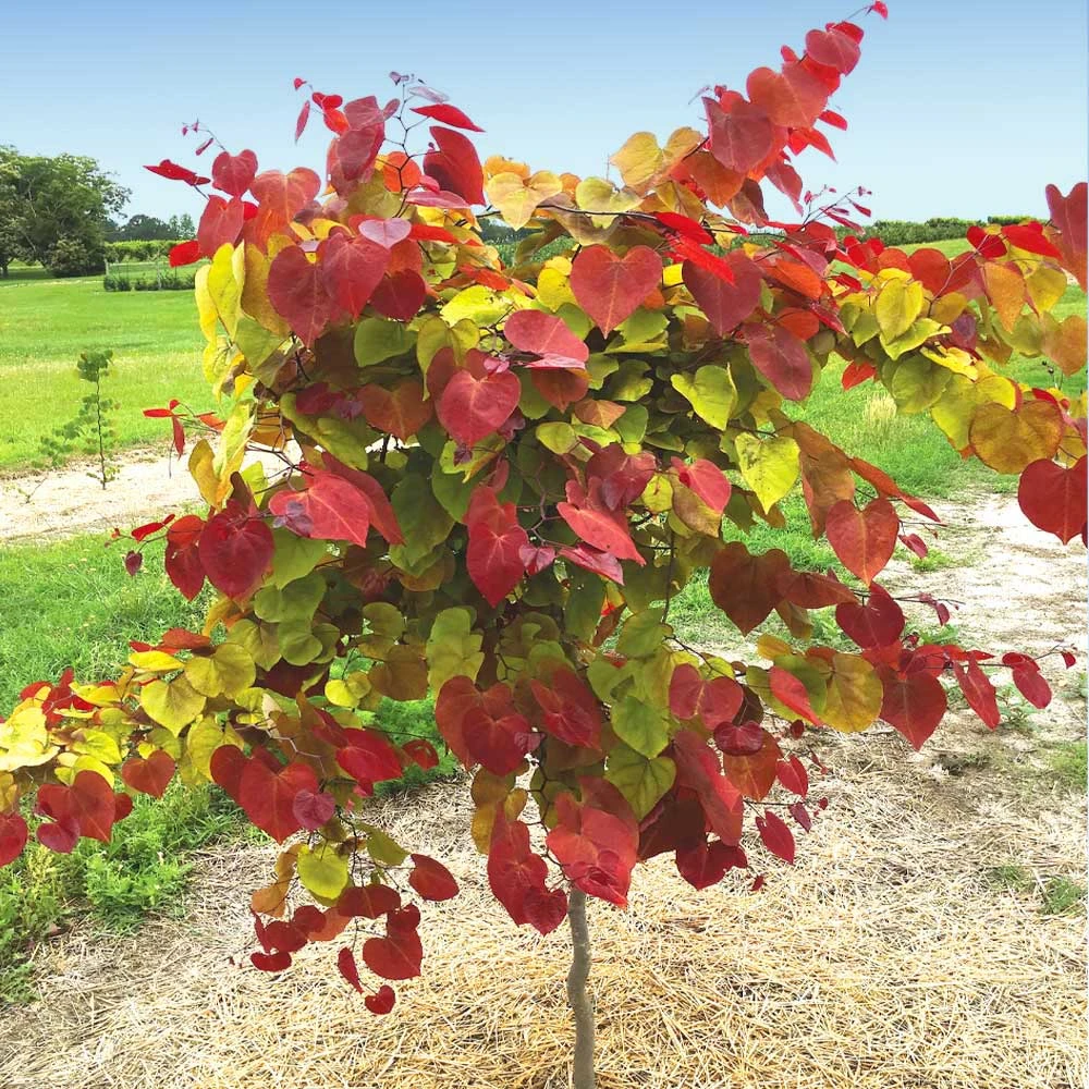 Flame Thrower® Redbud Tree - Image 2