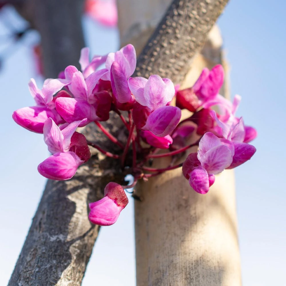 Flame Thrower® Redbud Tree - Image 5