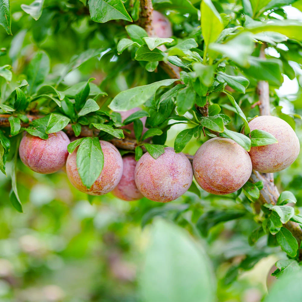 Flavor King® Pluot Tree - Image 2