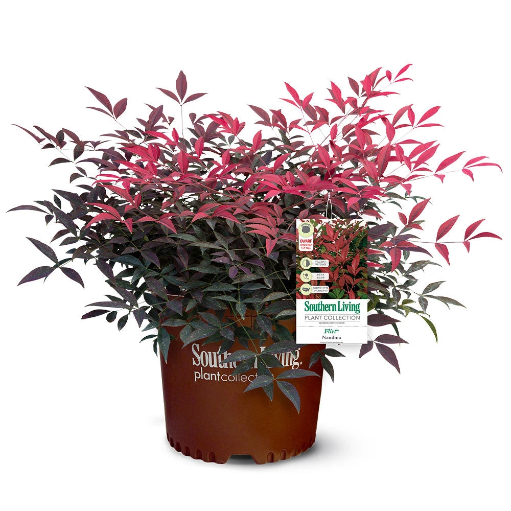 Flirt™ Nandina Shrub - Image 5