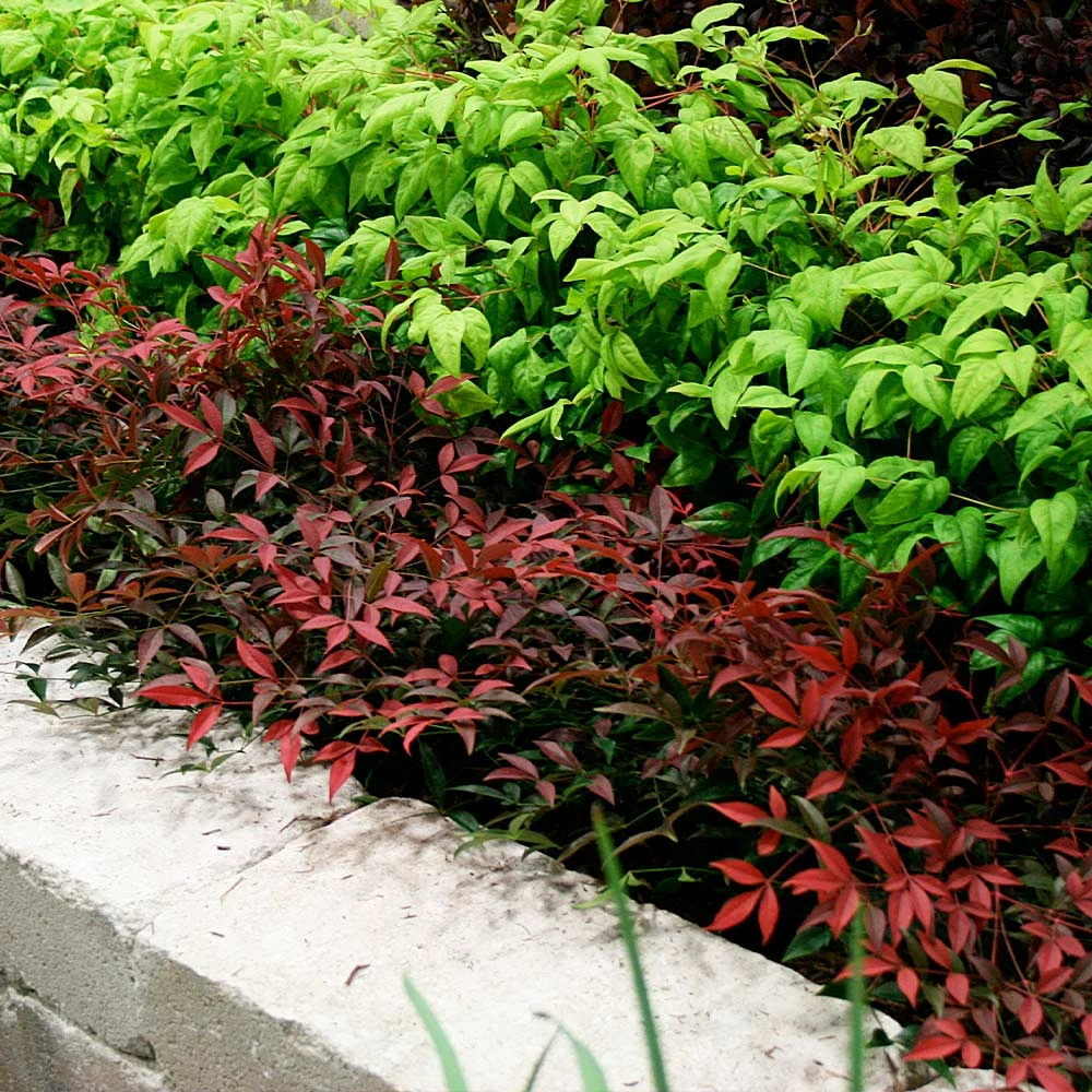 Flirt™ Nandina Shrub - Image 4