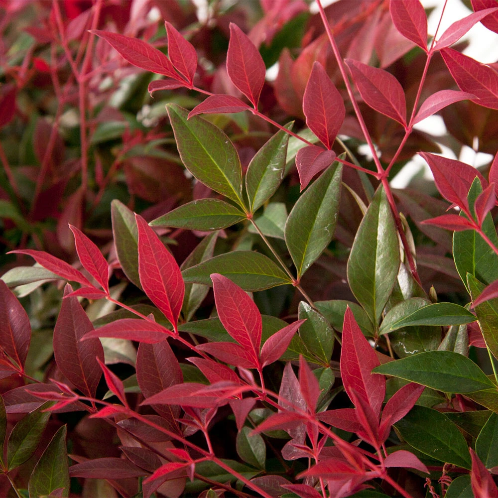 Flirt™ Nandina Shrub - Image 3