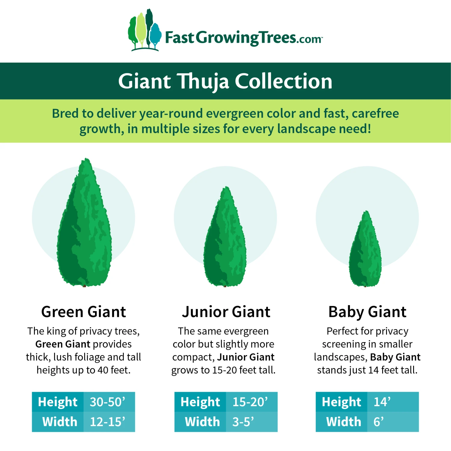 Junior Giant Thuja Tree - Image 5