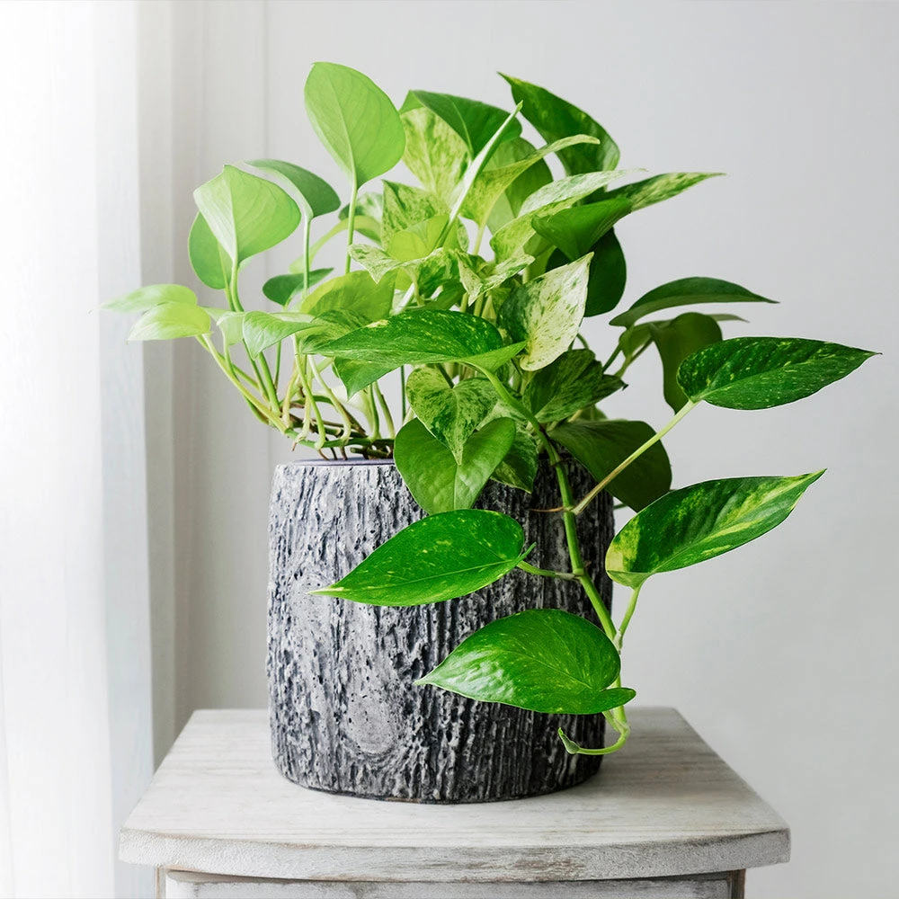 New Apartment House Plant Kit - Image 6