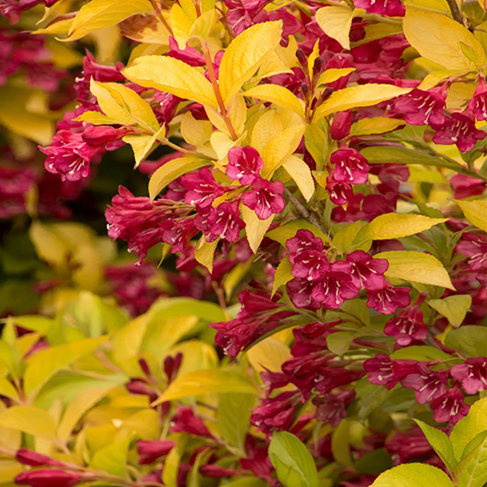 Golden Jackpot® Weigela Shrub - Image 3