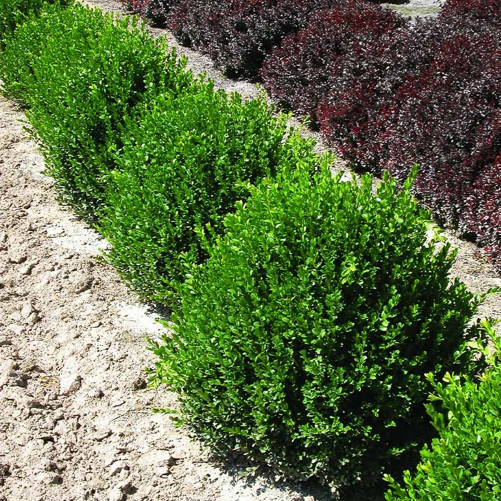 Green Velvet Boxwood Shrub - Image 5