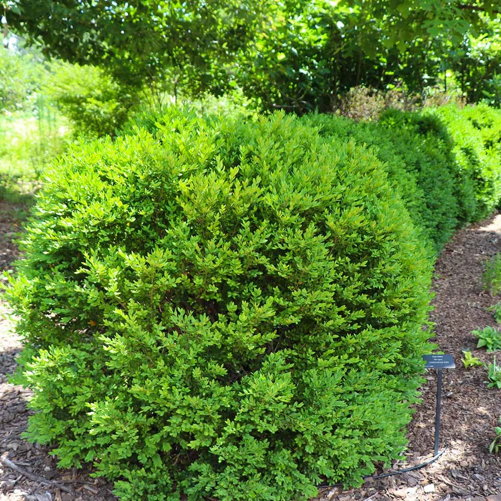 Green Velvet Boxwood Shrub - Image 6