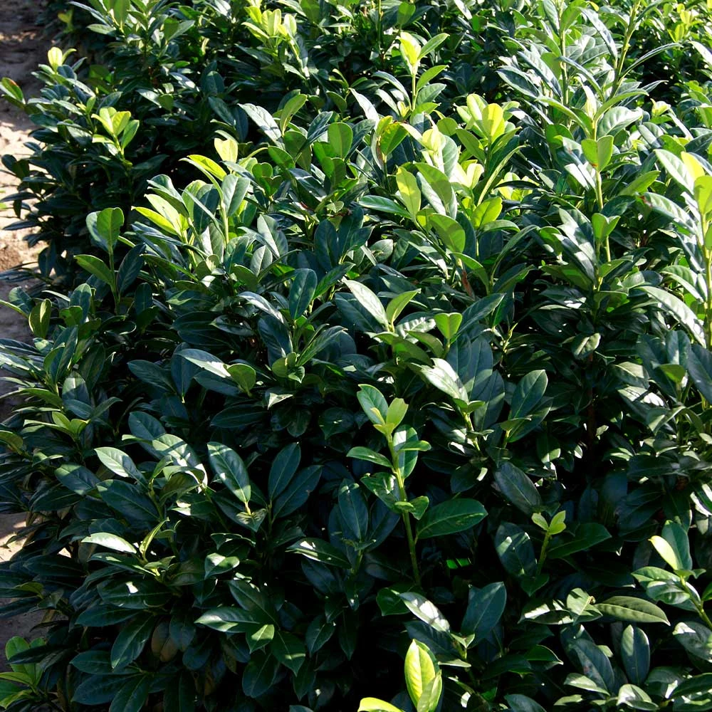 Greenfinity Cherry Laurel - Image 3