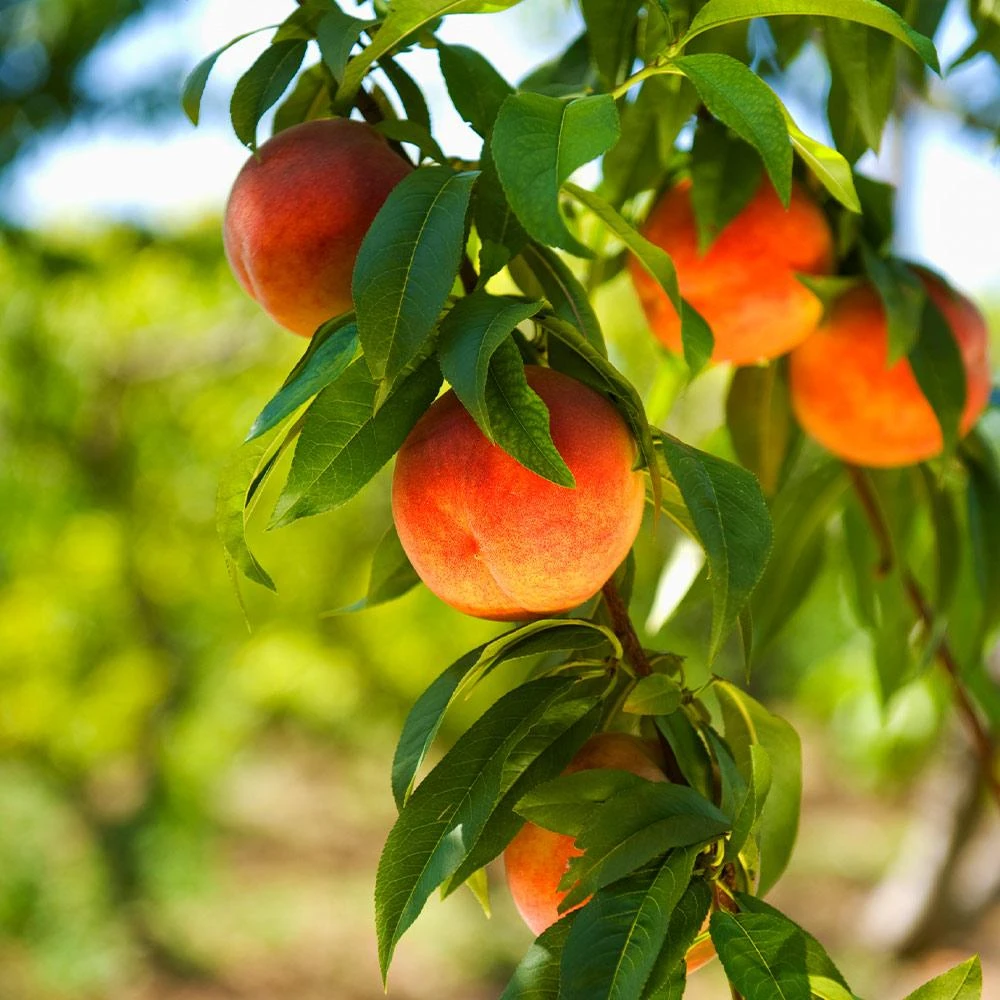 Harvester Peach Tree - USDA Organic - Image 2