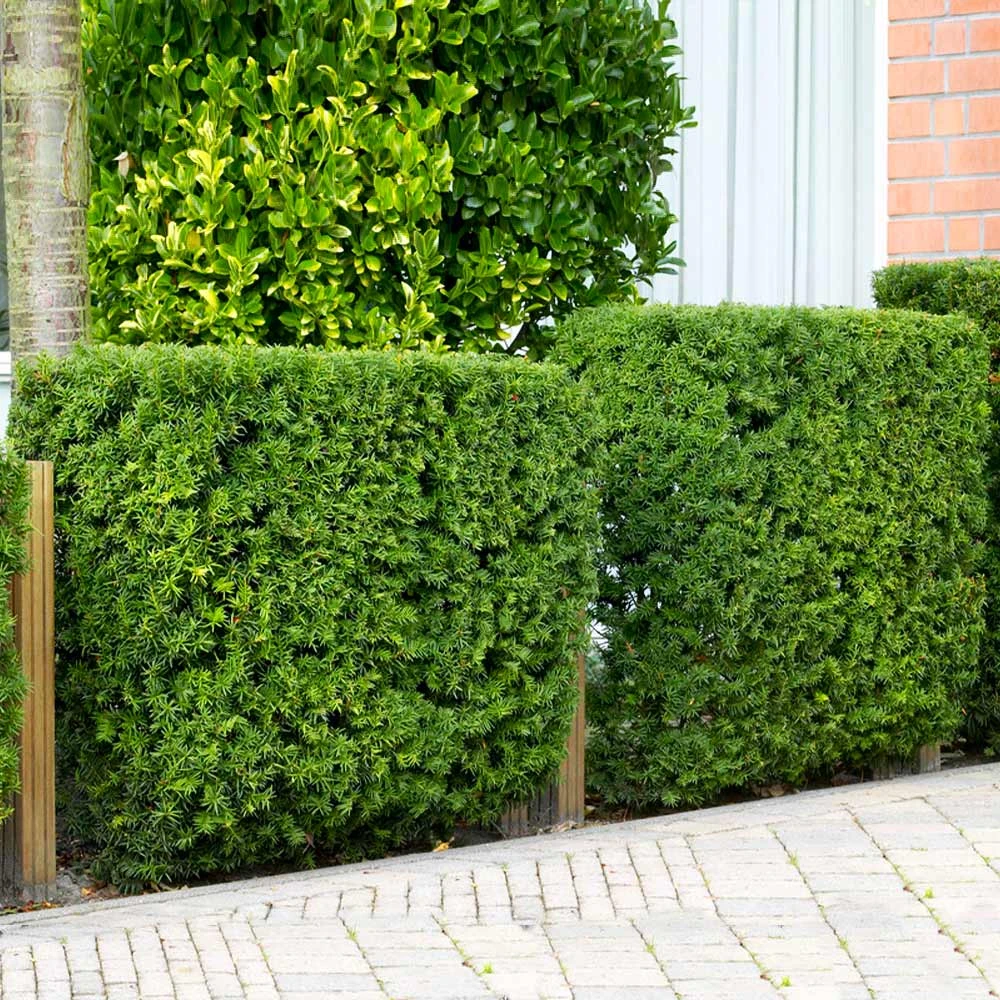 Hicks Yew Tree - Image 4