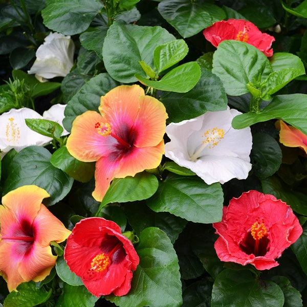 Bloom Bash® Hollywood® Hibiscus - Image 2
