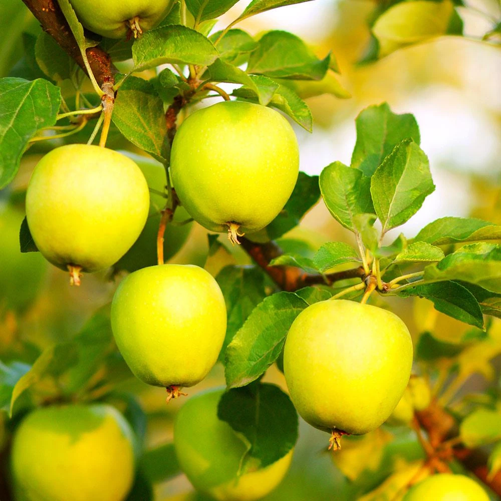 Honeygold Apple Tree - Image 3