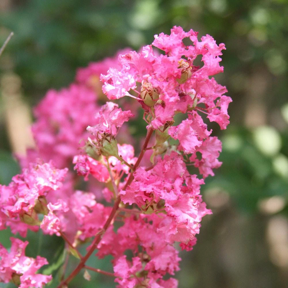 Hopi Crape Myrtle - Image 4