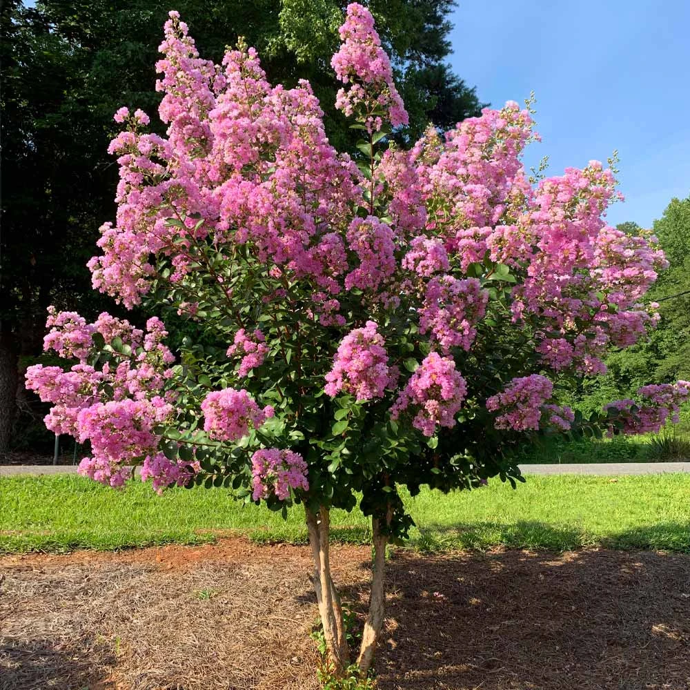 Hopi Crape Myrtle - Image 2
